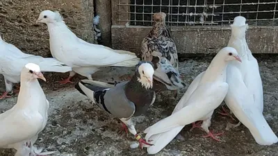 Бакинские бойные голуби: разновидности, фото | Все о голубях от А до Я |  Дзен