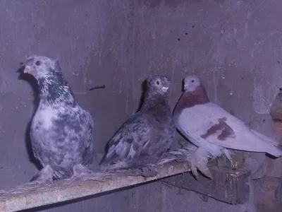 Мраморные голуби цыгана Мащё! - YouTube