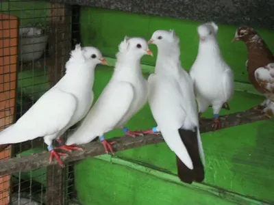 Бакинские бойные голуби - 48 фото