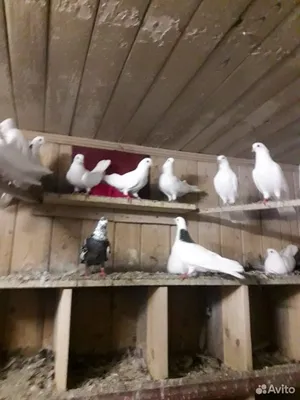 Супер голуби Турецкая Такла! Super pigeons Turkish takla. Голуби Санжаха!  📞+79034434858 whatsapp. - YouTube