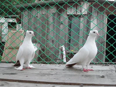 Небесные Бакинские Бойные Голуби 21 05 2018 год. Pigeons - YouTube