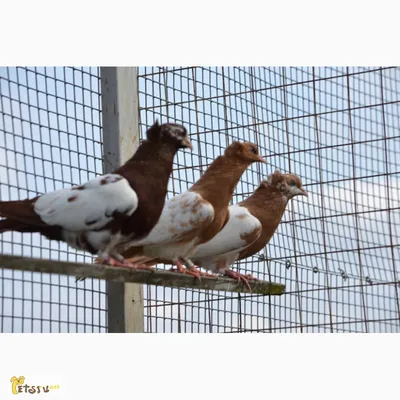 Бакинские бойные голуби (Vitalie Stirbu / Кишинев, Молдова) - YouTube