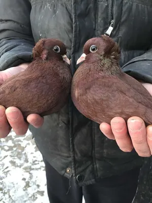 Голуби бакинцы и северокавказские белые/ Porumbei bachini și  severocavcaskie albi.