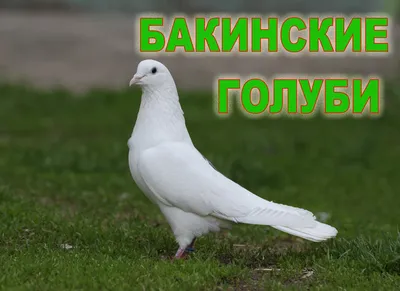 Baki Göyərcinləri Бакинские Голуби