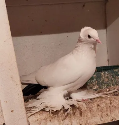 Бакинские голуби новая молодёжь / Baku pigeons new youth! - YouTube