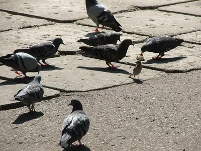 Птицы На Городской Площади Чайки Голуби Вороны Воробьи — стоковые  фотографии и другие картинки Белый - iStock