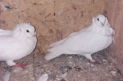 Redbilled чайки и голуби на скалистом побережье. Стоковое Фото -  изображение насчитывающей отель, немного: 194024368