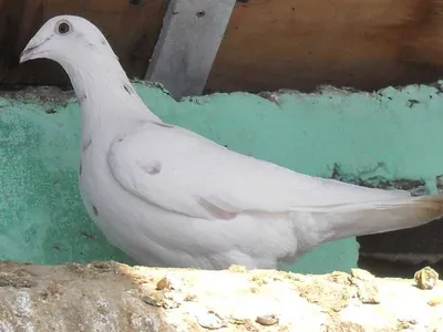 Pigeons of Russia. Breed: Czech decorative (lemon and yellow-speckled) -  YouTube