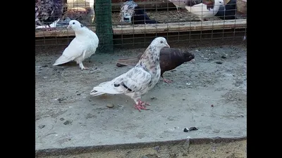 Бакинские голуби (ЧИЛИ - МРАМОР) Baku Pigeons/Baki goyercinleri(Bладимир  Cереда / г.Пролетарск) - YouTube