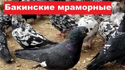Бакинские мраморные голуби, бакинские чили. Немного николаевских голубей -  YouTube