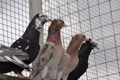 Бакинские бойные голуби: разновидности, фото | Все о голубях от А до Я |  Дзен