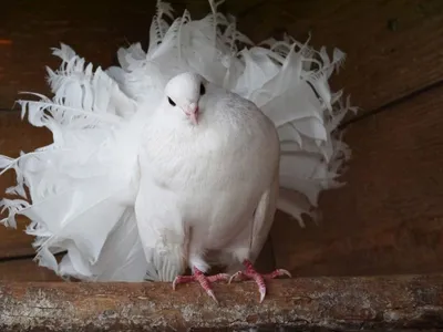 Декоративные фигурки \"Пара голубей\", свадебные голуби - купить с доставкой  по выгодным ценам в интернет-магазине OZON (261933303)