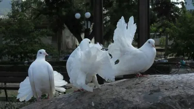 На заснеженной ели красивые голуби. …» — создано в Шедевруме