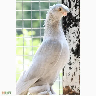Декоративный голубь (37 фото) - красивые фото и картинки pofoto.club