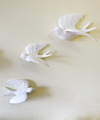 Декоративные голуби | Пикабу