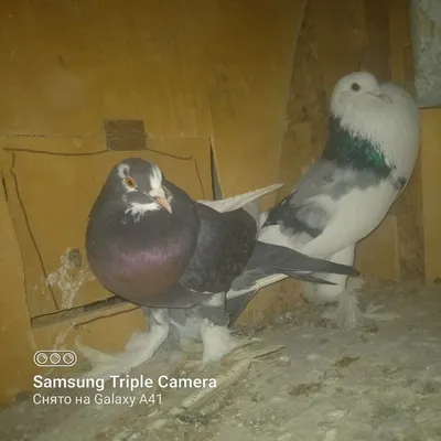 Кто такие дутыши? 🕊 Так называют голубей, способных раздувать зоб до  больших размеров. Эта особенность в большей.. | ВКонтакте