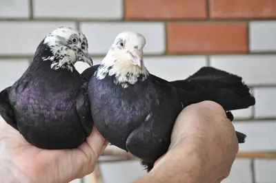 pigeons of the whole world. (@hhokil) • Instagram photos and videos