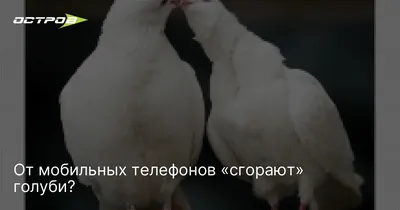 Jacobin pigeons голуби породы якобин الحمام اليعقوبي - YouTube