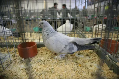 Пенсионер из Россошанского района устроил ферму экзотических птиц