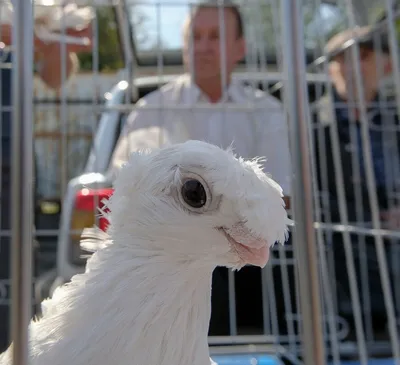 Uz... - International Uzbek Pigeon Association Club Kapkan Usa | Facebook