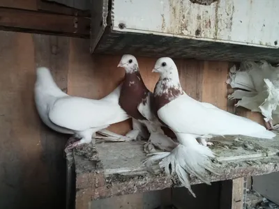 Uz... - International Uzbek Pigeon Association Club Kapkan Usa | Facebook