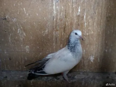 Алтайские голуби