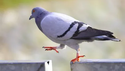Мальтийский голубь: Сизарь модельной внешности. Зачем люди сделали из голубя  курочку? | Пикабу