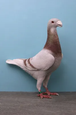 Немецкие горняки: почтовые голуби – актуальное хобби