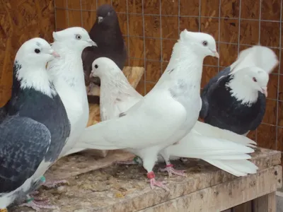 Голуби. Голубеводство. Pigeons on Instagram: \"Продаются Северокавказские  персы ,место нахождение Краснодар.здесь не сижу коментарии не читаю кому  интересно звоните или пишите на ватсап телефон для связи 89181679572. # Голуби, #Голубеводство, #Голубь ...