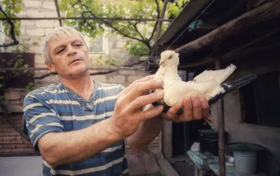 Бойные породы голубей: фотографии, названия и описания