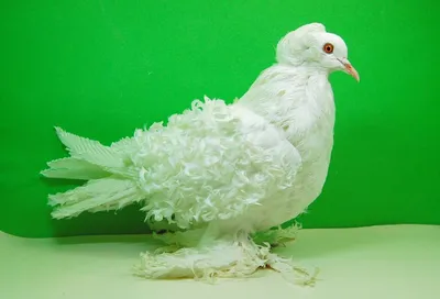 Благородные голуби Робинзона: избранные птицы в цхинвальской голубятне -  15.06.2020, Sputnik Южная Осетия
