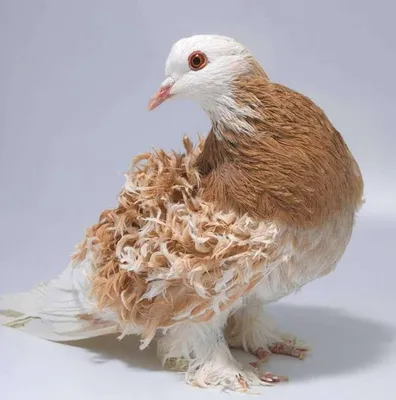 Бойные породы голубей: фотографии, названия и описания