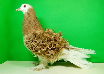 Сохраним алтайские породы голубей