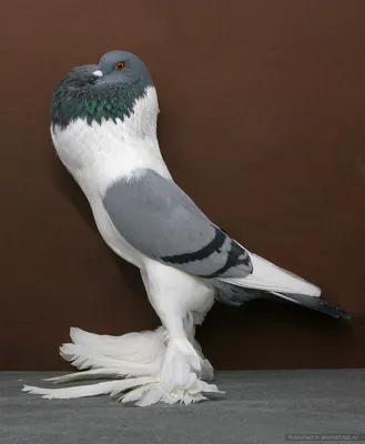 Голуби, которых вы не видели,виды и породы голубей | Pigeon, Pigeon breeds,  Pigeon pictures