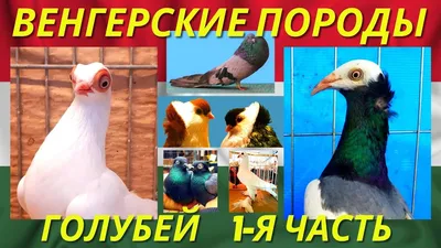 Породы голубей (мягкий переплет/Культура и традиции. Животные )