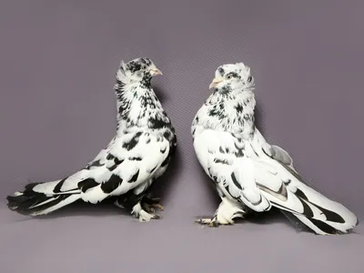 Носочубые и двухчубые голуби породы «ЕвРоАзиец»