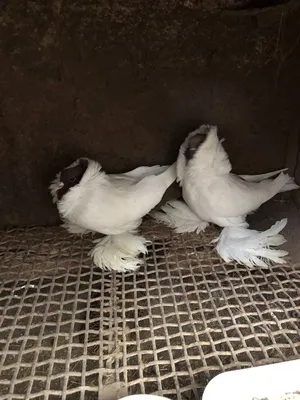 Как помочь голубю, зачем нужны голубятни, домашние голуби - Афиша Daily