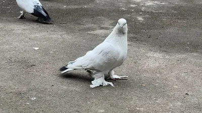 Таджикские голуби telah menambah foto baru - Таджикские голуби