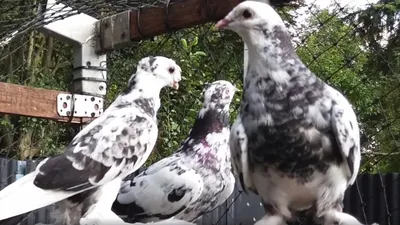 Гон и линька крыльев 🪽 черноносые чини сочи.Таджикские голуби🕊️🇹🇯 -  YouTube