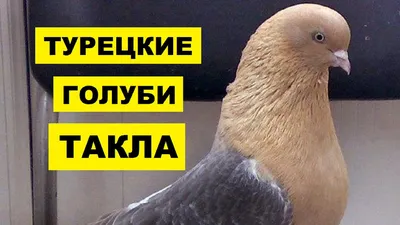 Супер голуби Турецкая Такла! Super pigeons Turkish takla. Голуби Санжаха!  📞+79034434858 whatsapp. - YouTube