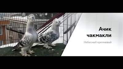 Takla... - Takla Tauben / Pigeon / Dove / Голуби Такла / تقلا