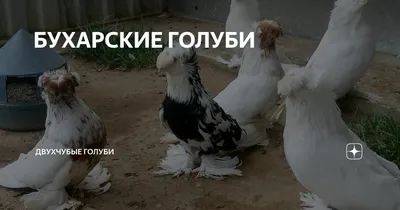 Сизый голубь — Википедия