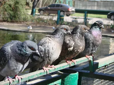 Удивительные виды голубей, о которых вы, возможно, даже не знали