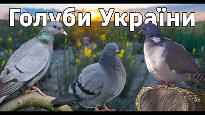 Голуби України - YouTube