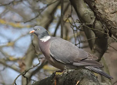 File:Дикі голуби припутні (Columba palumbus), як правило, людей не  підпускають.jpg - Wikimedia Commons