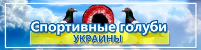 Ученые: Голуби могут \"читать\" слова - Новости Украины - InfoResist