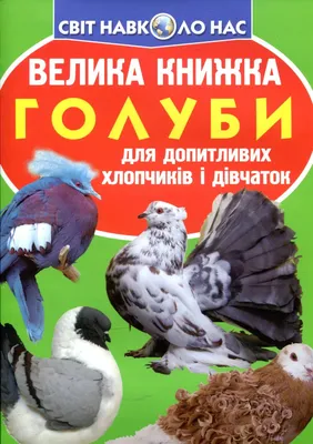 Голубь Папы Римского выжил после атаки ворона и чайки. Погляд | Взгляд |  Інтернет-видання