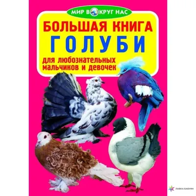 Скалистый голубь (Columba rupestris). Фотогалерея птиц. Фотографии птиц  России, Беларуси, Украины, Казахстана, Таджикистана, Азербайджана.