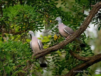 Pin on \"Uzbek pigeons\" \"Узбекские голуби\".