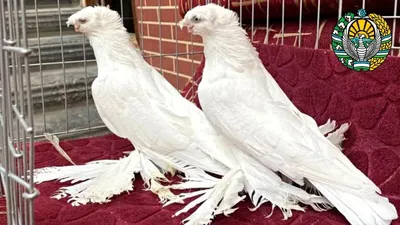 Uzbek Pigeons/Узбекские... - Uzbek Pigeons/Узбекские голуби